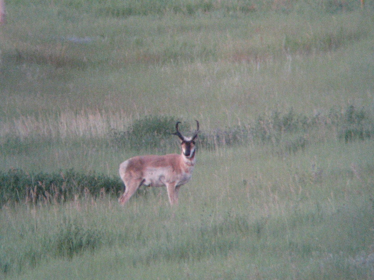 7-19-10antelope001.jpg