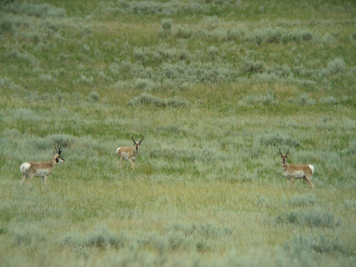 7-19-10antelope008.jpg