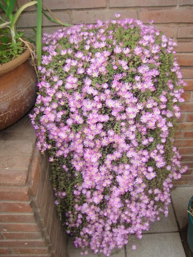 Drosanthemum Candens