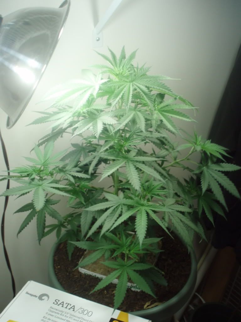 Cfl Grow