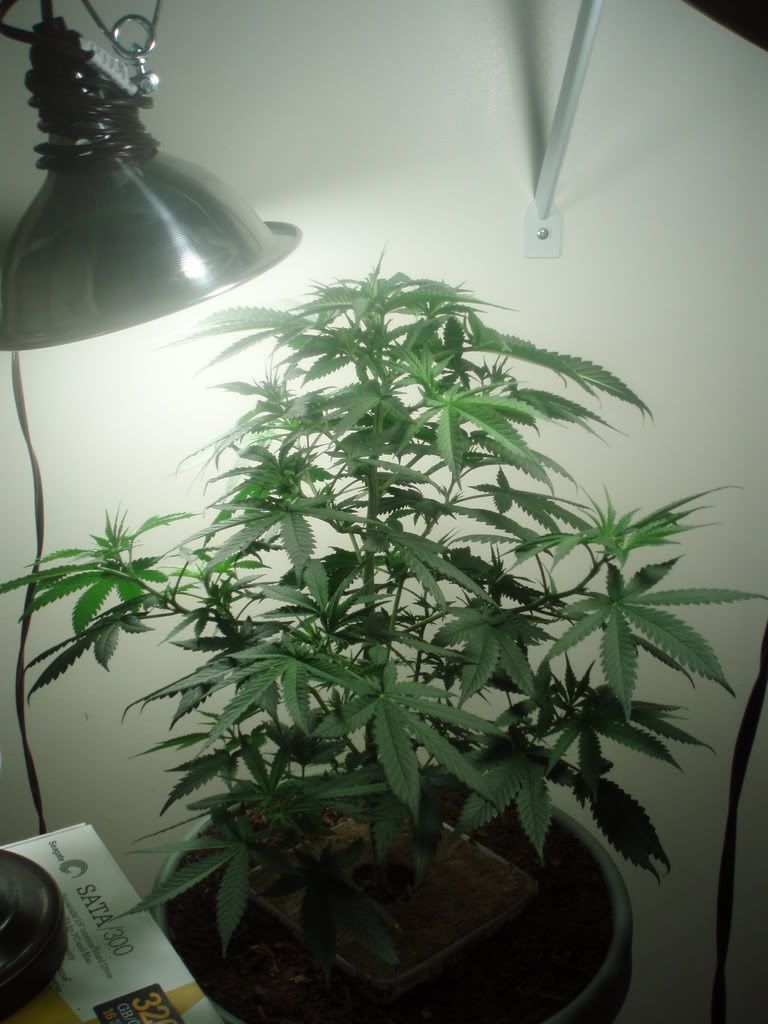 Cfl Grow