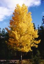 aspen tree in fall Pictures, Images and Photos