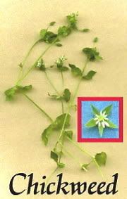 chickweed 2 Pictures, Images and Photos
