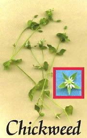 Chickweed