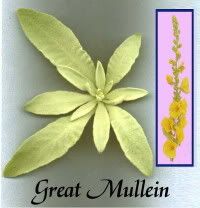 Great mullein Pictures, Images and Photos