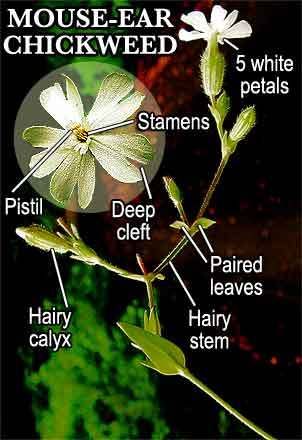 chickweed m Pictures, Images and Photos
