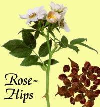 rose hips Pictures, Images and Photos