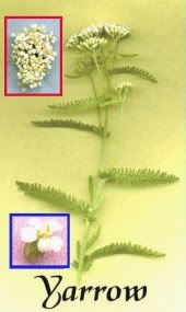 yarrow Pictures, Images and Photos