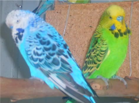 birds014-1.jpg