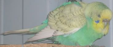 birds016-1.jpg