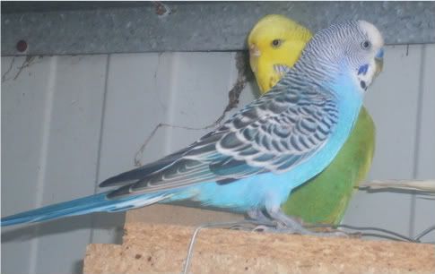 birds017-1.jpg
