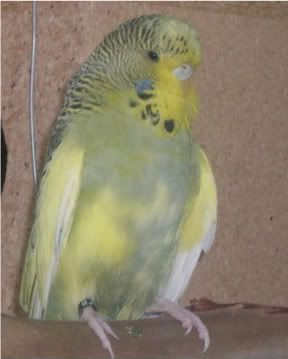 birds018-1.jpg
