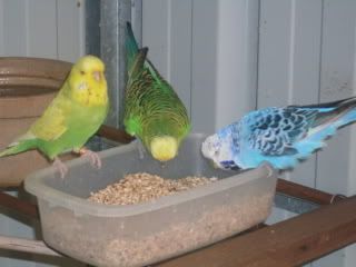 budgies017.jpg