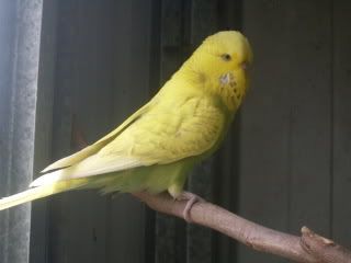 budgies029-1.jpg