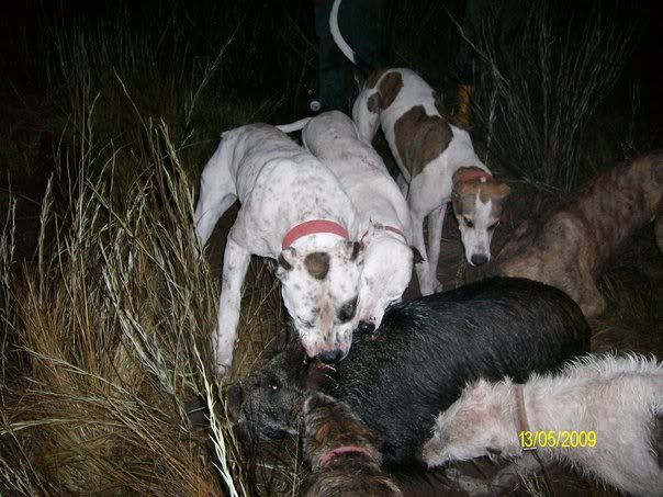 dogo argentino hunting boar. of the dogo argentino