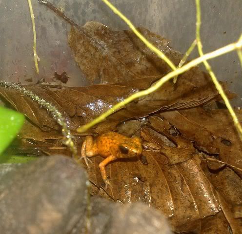 Oophaga sylvatica