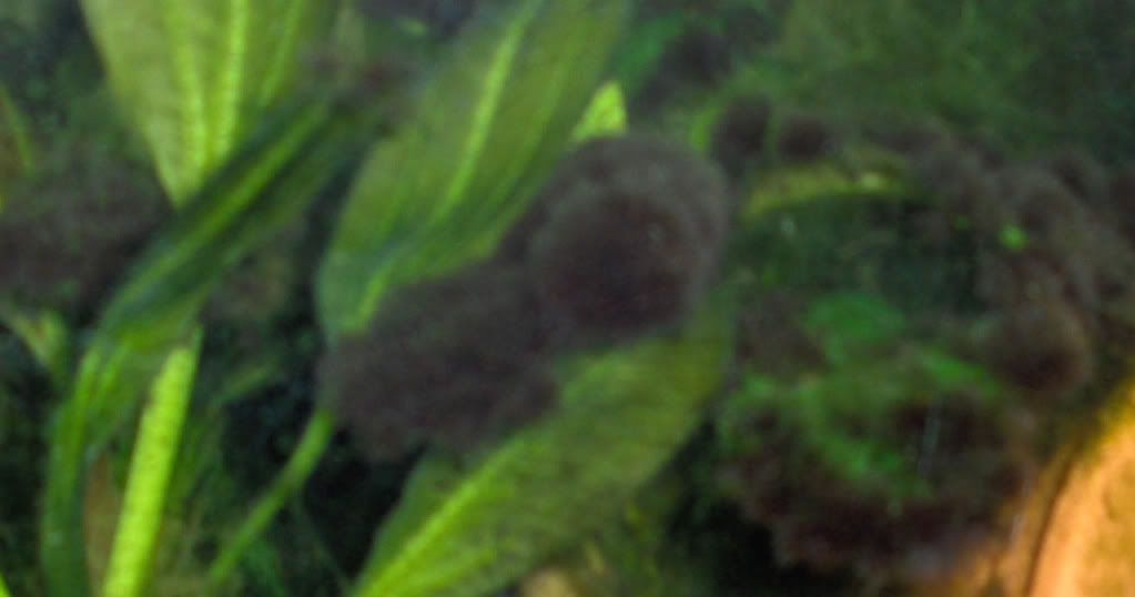 algae2.jpg
