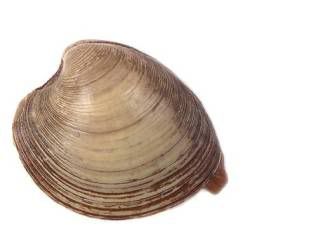 Clam.jpg