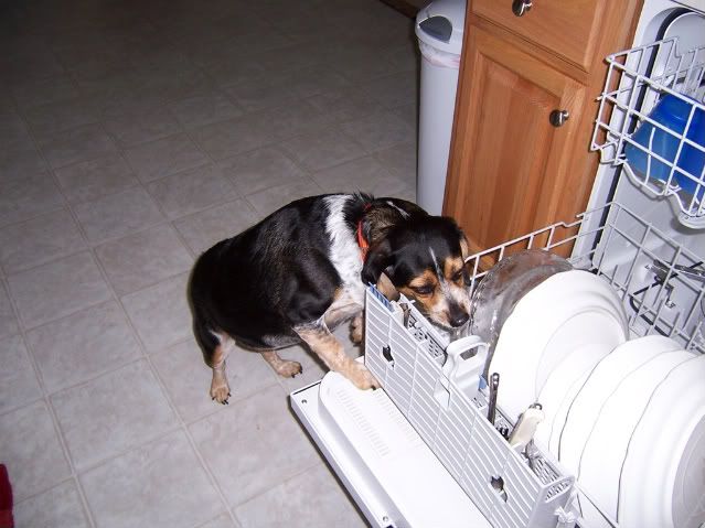 prewashcycle.jpg