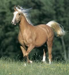 Palomino_Horse.jpg