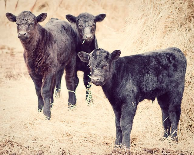 IMAGE: http://i423.photobucket.com/albums/pp320/brennasg/IMG_1411.jpg