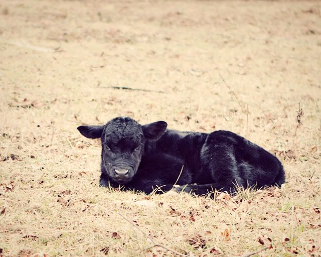 IMAGE: http://i423.photobucket.com/albums/pp320/brennasg/IMG_1420.jpg