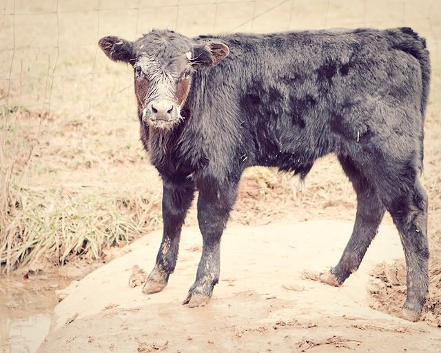 IMAGE: http://i423.photobucket.com/albums/pp320/brennasg/IMG_1433.jpg