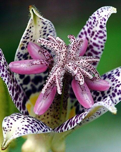 photo flower23_zpsfqeozyin.jpg