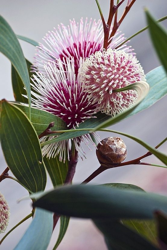photo flower25_zpshbuy2v1d.jpg