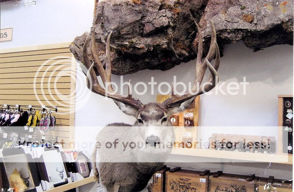 Montana state record mule deer - 24hourcampfire
