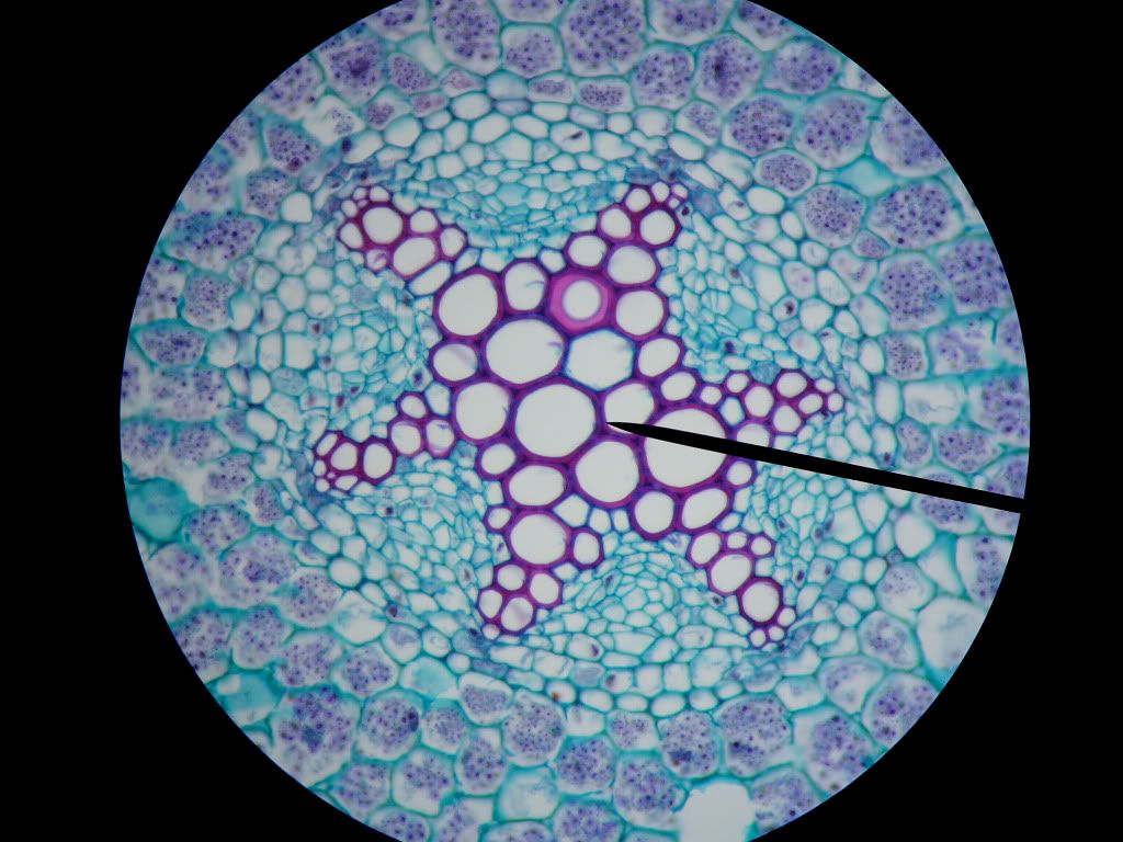 Dicot Root Vascular Bundle Photo by DrTomRobertson | Photobucket